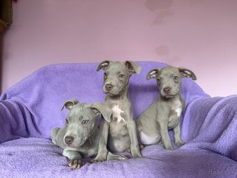 Americký pitbulterier s PP silverfawn rarita - 2