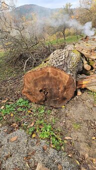 predam ORECH kmeň - 2