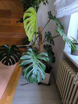 monstera - živý kvet - 2