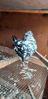 Americký King 2024 2025 samci. - 2