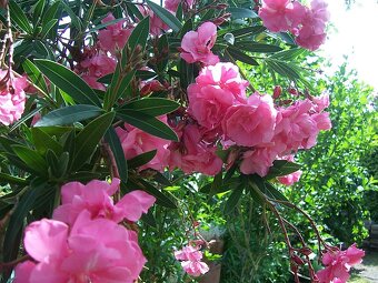 Oleander ružový plnokvetý - 2