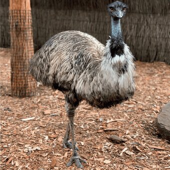 AUSTRALSKE EMU - EMU HNEDY - 2