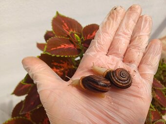 Otala punctata F1 - SÚRNE - 2