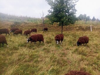 Zwartbles plemenné ovce 3/2024 s POP - 2