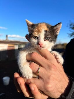 Darujeme mačiatka - 2