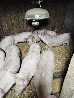 Predám odstavčata - 2