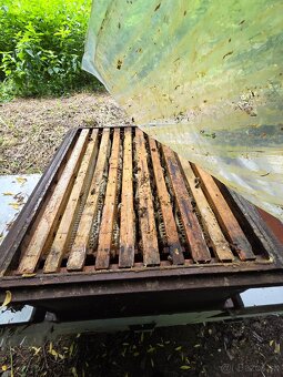 Predám včelí med - 2