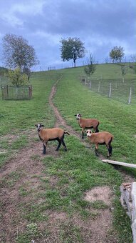 Kamerunské ovce - 2