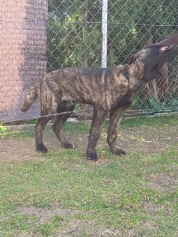 Holandský ovčiak - 2