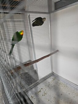 Papagaj nadherny baraband - 2