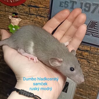 ❤ Dumbo, velveteen potkaníky - 2