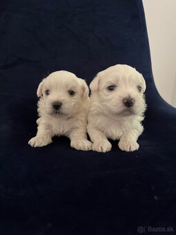 Šteniatka mini Maltezák - 2