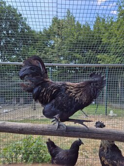Ayam cemani - 2