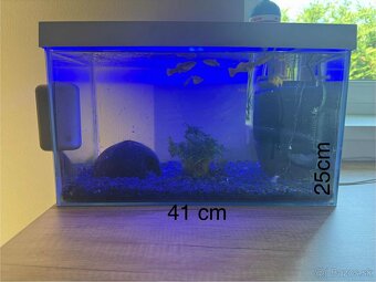 Akvarium s rybickami - 2