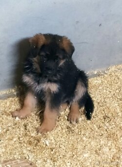 Šteniatka nemecký ovčiak - 2