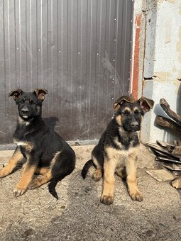 Nemecky ovčiak šteniatka - 2