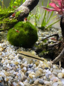 Mrenka Siamska 2x - 2