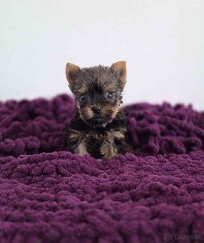 Yorkshirsky terier - 2