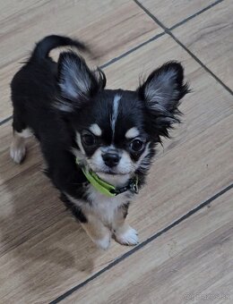 Čivava s pp mini - 2