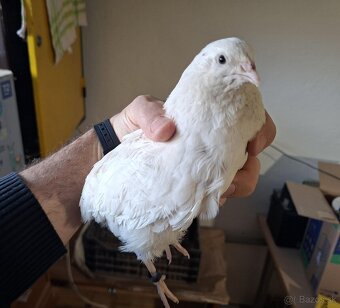 Predam krasnych kohutov preplice japonskej - 2