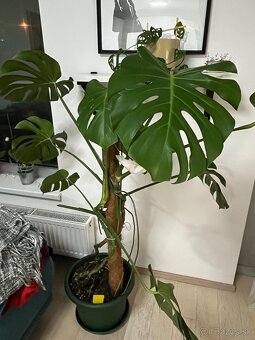 Monstera deliciosa - 2