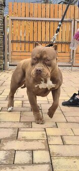 American bully XL - 2
