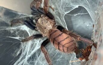 Tarantula,vtackár - 2