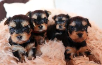 Yorkshire Terrier - 2