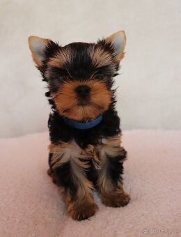 Yorkshire Terrier, York, Jork, Yorkshirsky teriér, šteniatka - 2