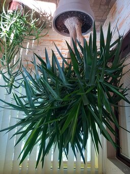 Predám yucca elephantipes - 2