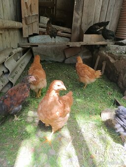 Marans, Oravka kohúty - 2