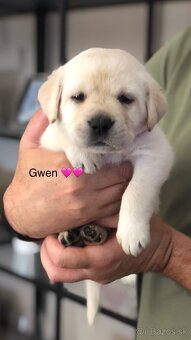 Labrador retriever - 2