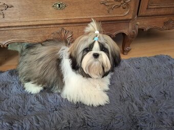 Psík shih tzu s PP - 2