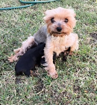 Mini Yorkshire terrier - 2