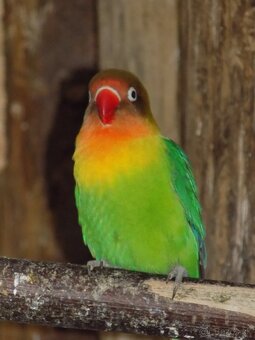 Agapornis - 2