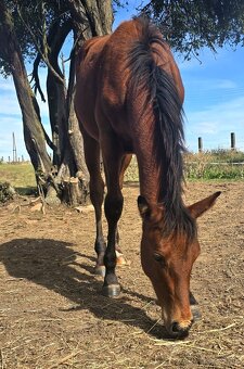 quarter horse - 2