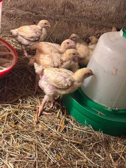 Predám brojlere - 2