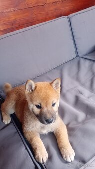 Shiba inu - 2