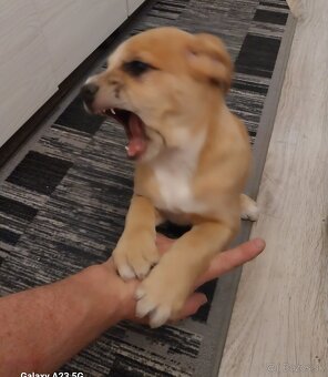 Predám šteniatko - 2