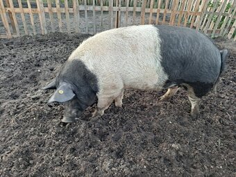 Predám kanca preštické plemeno - 2