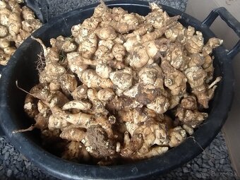 Predám topinambur - 2