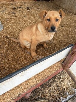 Šteniatko  Nemecka doga - 2