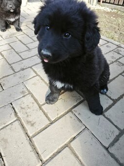 Predám šteniatka - 2