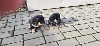 Shiba Inu - ihned k odběru - 2