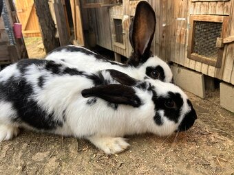 Nemecký obrovitý strakáč - 2