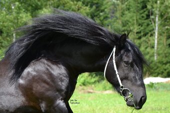 Pripustanie zrebcom fell pony - 2