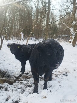Jalovice aberdeen angus - 2
