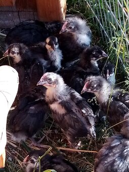 Kuriatka marans - 2