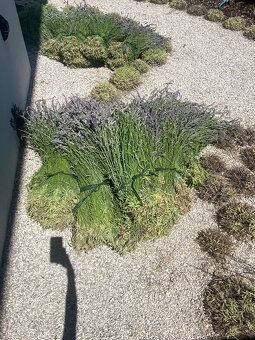 levandula - 2