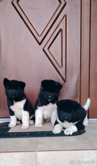 Americká akita - 2